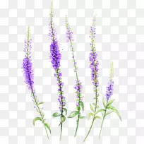 ޹�²����-������