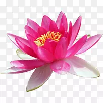 Nelumbo nucifera-童话花-空若网 Nelumbo nucifera-童话花-空若网