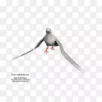 ��ද����ë-������