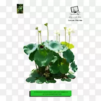 莲藕效果花卉设计剪贴画设计-空若网 莲藕效果花卉设计剪贴画设计-空若网