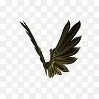 喙翼金-空若网 喙翼金-空若网