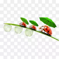 瓢虫夹-空若网 瓢虫夹-空若网