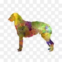 苏格兰猎鹿犬繁殖水彩画澳大利亚凯尔派皇室-罗梅罗-空若网 苏格兰猎鹿犬繁殖水彩画澳大利亚凯尔派皇室-罗梅罗-空若网