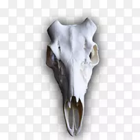 ��β¹��¹ͷ�Ǽ�-������