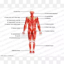 肌肉神经智人-人体神经系统-内分泌-空若网 肌肉神经智人-人体神经系统-内分泌-空若网