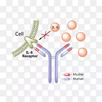 daclizumab tocilizumab单克隆抗体治疗-空若网 daclizumab tocilizumab单克隆抗体治疗-空若网