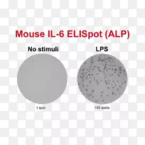 elispot颗粒酶外周血单个核细胞干扰素γ分泌-空若网 elispot颗粒酶外周血单个核细胞干扰素γ分泌-空若网