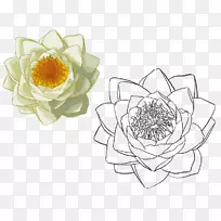 黄莲花手绘莲花-空若网 黄莲花手绘莲花-空若网