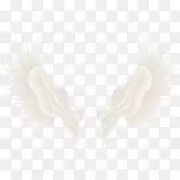 颈白翼-空若网 颈白翼-空若网