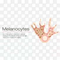 黑素细胞黑色素细胞生物色素朗格汉斯细胞-空若网 黑素细胞黑色素细胞生物色素朗格汉斯细胞-空若网