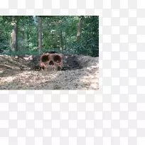 野生动物陆生动物鼻子-空若网 野生动物陆生动物鼻子-空若网