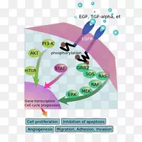 表皮生长因子受体信号转导通路-空若网 表皮生长因子受体信号转导通路-空若网