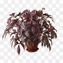 花卉-盆栽-空若网 花卉-盆栽-空若网