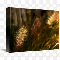 草近亲家庭-人-空若网 草近亲家庭-人-空若网