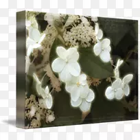 ����ֲ��-���򻨿��-������