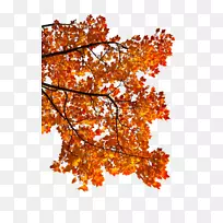枫叶秋Android剪贴画-秋枫叶-空若网 枫叶秋Android剪贴画-秋枫叶-空若网