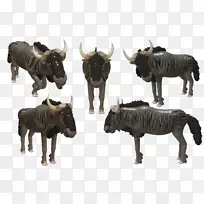 牛群角马陆生动物野生动物-空若网 牛群角马陆生动物野生动物-空若网