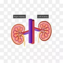 肾门肾髓质排泄系统肾窦-空若网 肾门肾髓质排泄系统肾窦-空若网