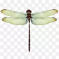 蜻蜓圆2 Android翼龙-可爱的蜻蜓-空若网 蜻蜓圆2 Android翼龙-可爱的蜻蜓-空若网