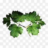 树枝、树叶、嫩枝摄影-叶-空若网 树枝、树叶、嫩枝摄影-叶-空若网