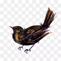 喙羽鹰鸡作为食物-羽毛-空若网 喙羽鹰鸡作为食物-羽毛-空若网