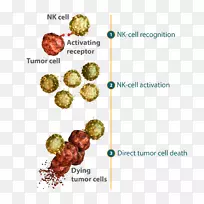 天然免疫系统葡萄膜炎与免疫紊乱免疫学自然杀伤细胞-空若网 天然免疫系统葡萄膜炎与免疫紊乱免疫学自然杀伤细胞-空若网