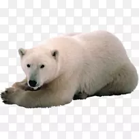 北极熊北极数学斯瓦尔巴-北极熊-空若网 北极熊北极数学斯瓦尔巴-北极熊-空若网