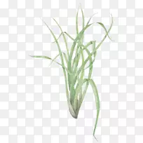 香茅植物繁殖草本植物-空若网 香茅植物繁殖草本植物-空若网
