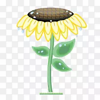 普通向日葵欧式向日葵载体材料-空若网 普通向日葵欧式向日葵载体材料-空若网