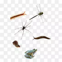 飞翼昆虫下载-真昆虫-空若网 飞翼昆虫下载-真昆虫-空若网