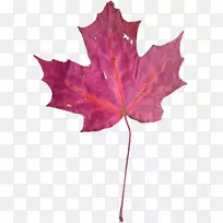 枫叶紫载体紫枫叶-空若网 枫叶紫载体紫枫叶-空若网