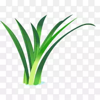 槟榔科草花盆植物茎花-空若网 槟榔科草花盆植物茎花-空若网