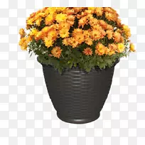 菊花橙植物剪贴画-菊花-空若网 菊花橙植物剪贴画-菊花-空若网