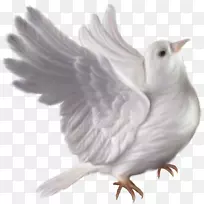 鸟类明信片原件/制作卡片摄影贺卡和便笺卡-鸟-空若网 鸟类明信片原件/制作卡片摄影贺卡和便笺卡-鸟-空若网