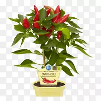 鸟眼辣椒,辣椒-空若网 鸟眼辣椒,辣椒-空若网