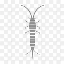 昆虫线害虫字体-昆虫-空若网 昆虫线害虫字体-昆虫-空若网