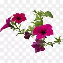 19世纪80年代的花瓣-空若网 19世纪80年代的花瓣-空若网