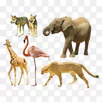 长颈鹿猎豹虎狗动物-空若网 长颈鹿猎豹虎狗动物-空若网