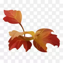 ����Ҷֲ�ﾥ����ֲ��-Ҷ-������