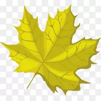 枫叶对称叶-空若网 枫叶对称叶-空若网