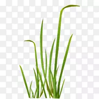 »¨°ê»¨Â̼ôÌù»-»¨²Ý-¿ÕÈôÍø »¨°ê»¨Â̼ôÌù»-»¨²Ý-¿ÕÈôÍø