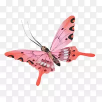 王蝶昆虫-空若网 王蝶昆虫-空若网