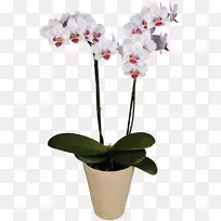 飞蛾兰花-空若网 飞蛾兰花-空若网