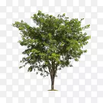 树枝林-郁郁葱葱的树木-空若网 树枝林-郁郁葱葱的树木-空若网