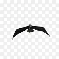 鹰嘴-空若网 鹰嘴-空若网