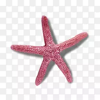 ��ת�Գƹ���������Գ�-�Ϻ���-������