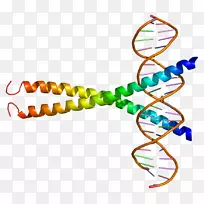 ATF 1����BRCA 1����������ת¼����-������