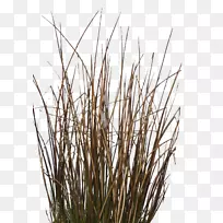 С֦²Ý£¬Ö²Îï¾¥£¬ÉÌÆ·¿Æ-²Ý-¿ÕÈôÍø С֦²Ý£¬Ö²Îï¾¥£¬ÉÌÆ·¿Æ-²Ý-¿ÕÈôÍø