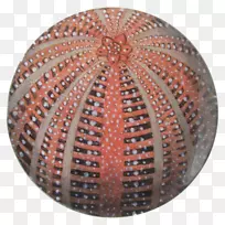 球圆板-空若网 球圆板-空若网