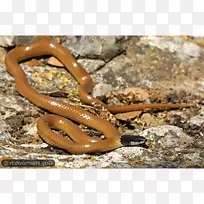 金蛇陆生动物-动物-空若网 金蛇陆生动物-动物-空若网